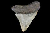 Juvenile Megalodon Tooth - North Carolina #147746-1